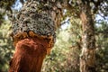 Detailed shot of cork oak tree in Sardinia Royalty Free Stock Photo