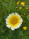 Detailed shot of a Crown Daisy flower with morning dew drops Royalty Free Stock Photo