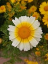 Detailed shot of a Crown Daisy flower with morning dew drops