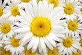 a detailed shot of daisy centers