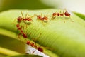 Detailed Shot of Fire Ants on a Leaf, Tiny World Unveiled