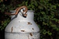 Detailed shot of an old metal milk can. The jug is outdoors in Bavaria and is partially soiled with manure. In the background a Royalty Free Stock Photo