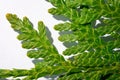 Detailed shot of the scaly leaf of a Thuja Royalty Free Stock Photo