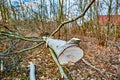 Detailed shots of storm damage in a Berlin forest