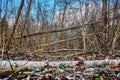 Detailed shots of storm damage in a Berlin forest