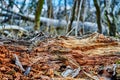 Detailed shots of storm damage in a Berlin forest