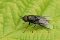 Detailed on a shy male black colonel sodier fly, Odontomyia tigrina sitting on a green leaf Royalty Free Stock Photo