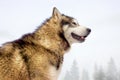 Husky dog looking like a wolf in winter Royalty Free Stock Photo