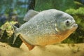 Detailed side view of a piranha fish Royalty Free Stock Photo