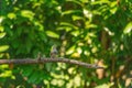 A detailed singing sparrow, seen from the front, sits on a tall branch, with a hazy, blurred green and yellow, natural