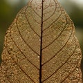 A detailed, skeletal leaf structure highlighted against a blurred Royalty Free Stock Photo