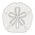 Detailed sketch of a sand dollar with intricate patterns isolated on white background Royalty Free Stock Photo