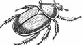 Detailed Beetle Insect Hand Drawn Sketch, vector design Generative AI Royalty Free Stock Photo