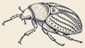 Detailed Dung Beetle Insect Hand Drawn Sketch, vector design Generative AI Royalty Free Stock Photo