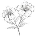 Detailed Sketch Of Two Lifelike Flowers In The Style Of Charles Le Brun