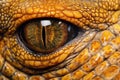 detailed skin texture of a sunbathing alligator