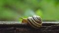 Detailed Snail close-up on a wooden plank Royalty Free Stock Photo