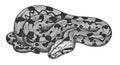 Detailed Snake Engraving: Elegant Black and White Serpent Illustration Royalty Free Stock Photo
