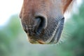 Snout of brown field horse