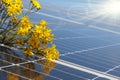 Detailed solar panel cells and flower - sustainable power source. Copy space Royalty Free Stock Photo