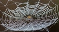 A detailed spiderweb covered in dewdrops, Royalty Free Stock Photo