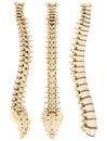Detailed spine with Intervertebral discs Royalty Free Stock Photo