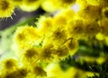 Macro closeup inflorescence of blooming Acacia dealbata also known as silver wattle, blue wattle or mimosa flower. Royalty Free Stock Photo