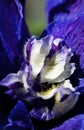 Detailed spring macro closeup inflorescence of blooming Delphinium also known as Larkspur flower.