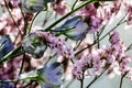 Detailed spring macro closeup inflorescence of blooming Limonium and Blue delphinium flower.