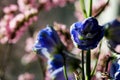 Detailed spring macro closeup inflorescence of blooming Limonium and Blue delphinium flower.