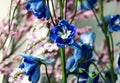 Detailed spring macro closeup inflorescence of blooming Limonium and Blue delphinium flower.