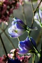 Detailed spring macro closeup inflorescence of blooming Limonium and Blue delphinium flower.