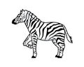 Detailed Standing Zebra Horse Illustration