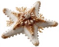 Detailed Starfish with Coral Texture on White Background Royalty Free Stock Photo