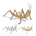 Detailed Stick Insect Cartoon Character with Flat Design and Line Art Black and White Version Royalty Free Stock Photo