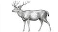 Detailed Stippling Illustration of a Deer Royalty Free Stock Photo