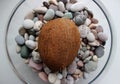 Detailed Stock Photo Of Ripe Brown Coconut In Glass Bowl With Sea Stones Royalty Free Stock Photo