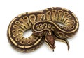 Ball Python Snake Python Regius Coiled Isolated on White Background Royalty Free Stock Photo