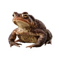 Brown Toad with Orange Eyes on Black Background amphibian animal Royalty Free Stock Photo