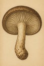 Detailed Study of Brown Lactarius Species Royalty Free Stock Photo