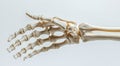 Detailed study of a human skeletal hand model displayed on a neutral background Royalty Free Stock Photo