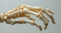 Detailed study of a human skeletal hand model displayed on a neutral background Royalty Free Stock Photo