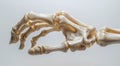 Detailed study of a human skeletal hand model displayed on a neutral background Royalty Free Stock Photo