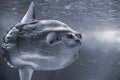 Detailed sunfish closeup Royalty Free Stock Photo