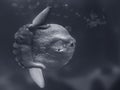Detailed sunfish closeup Royalty Free Stock Photo