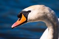 Detailed Swan's Face Royalty Free Stock Photo