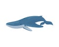 Detailed Swimming Blue Whale Illustration Royalty Free Stock Photo