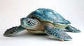 Detailed Teal Sea Turtle on White Background Royalty Free Stock Photo
