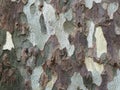 Detailed texture of brown and gray sycamore tree bark