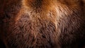 Close-up view of textured animal fur showcasing rich brown tones and patterns Royalty Free Stock Photo